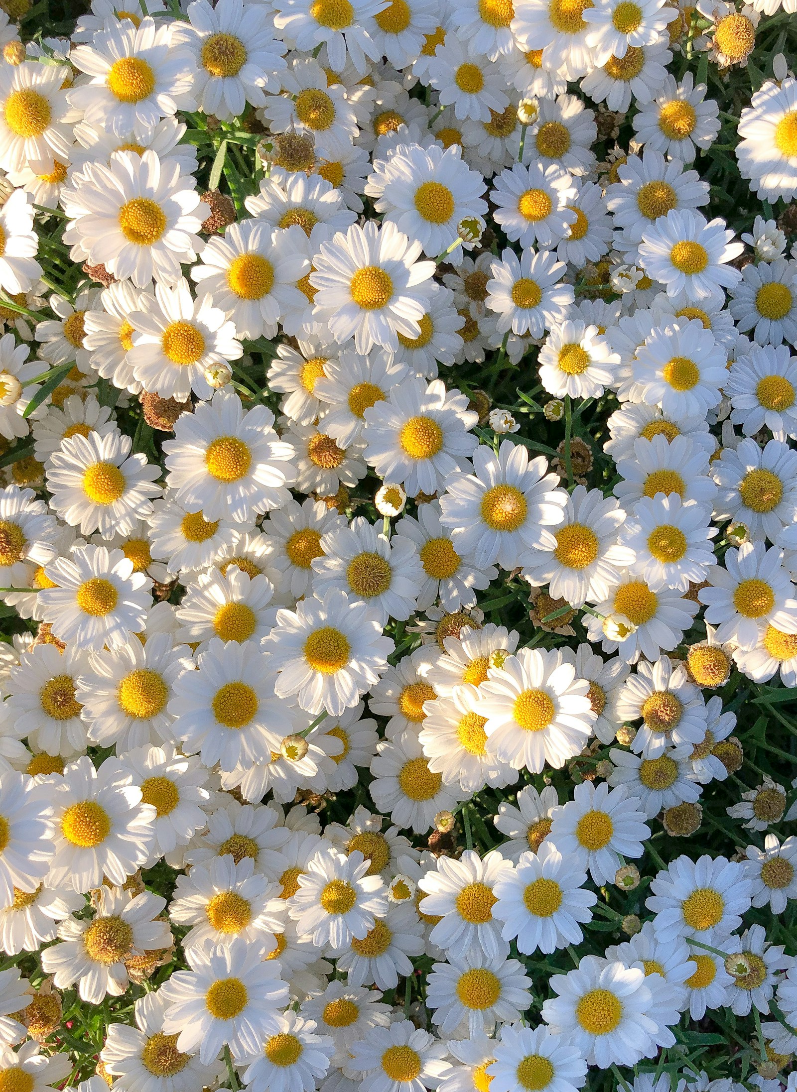 Flores de inspiración para el ramo
