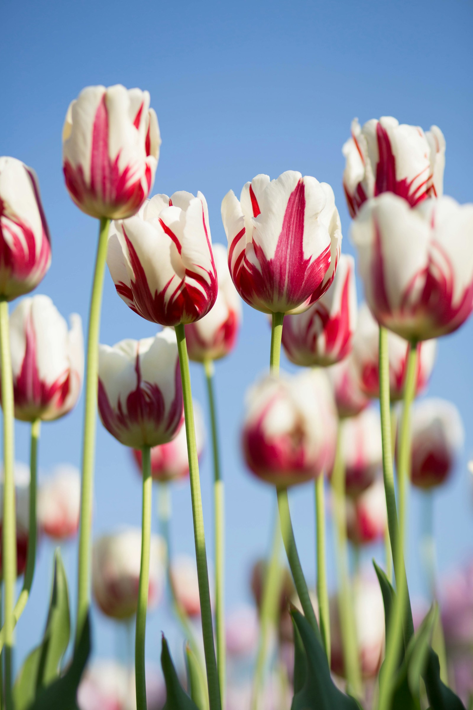 Flores frescas y follaje en una composición de inspiración para el taller